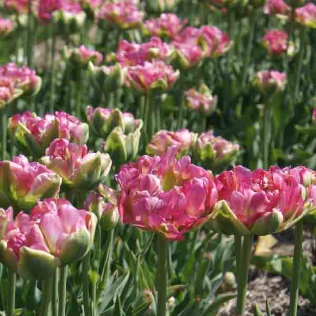 Tulipe Double Groenland