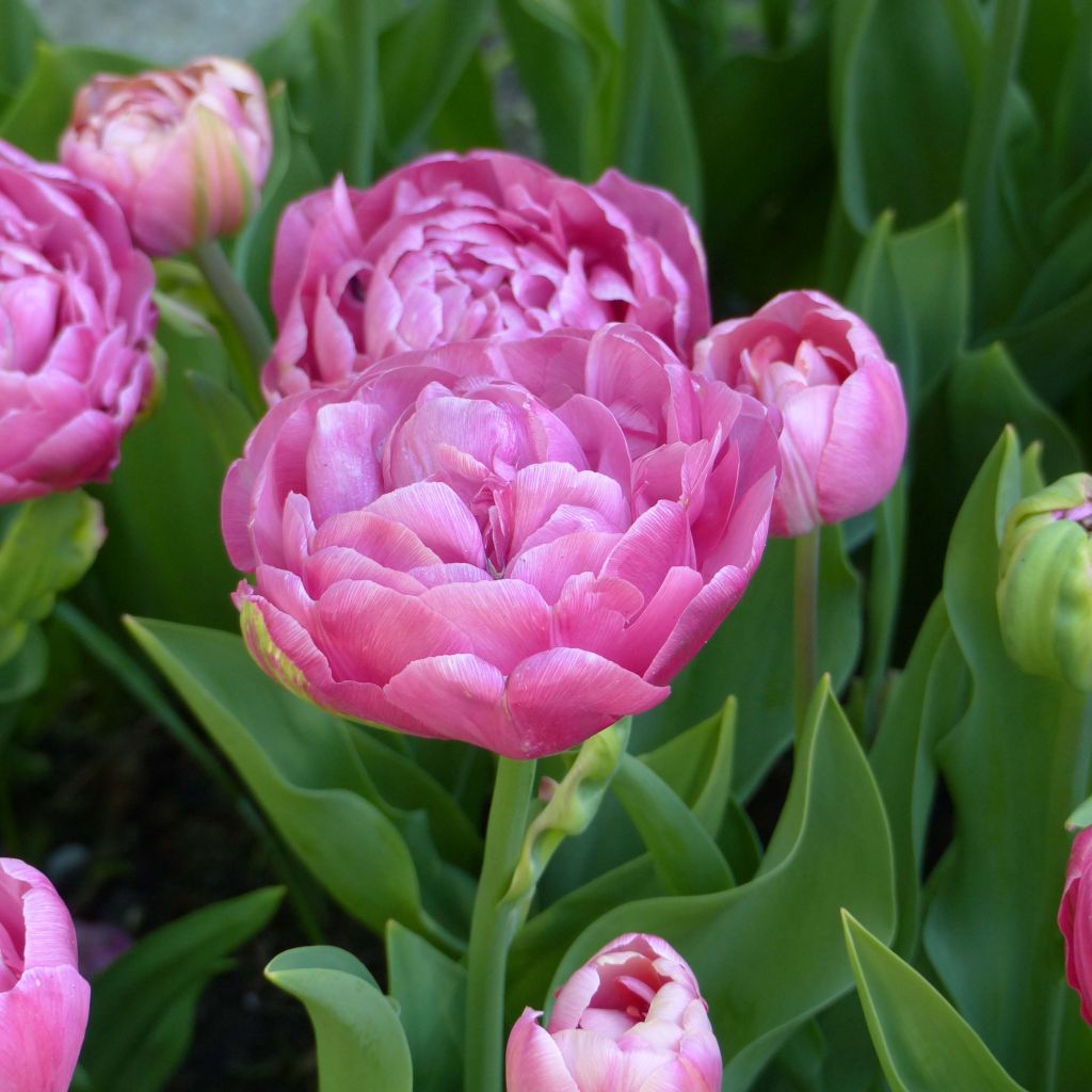 Tulipa 'Amazing Grace'