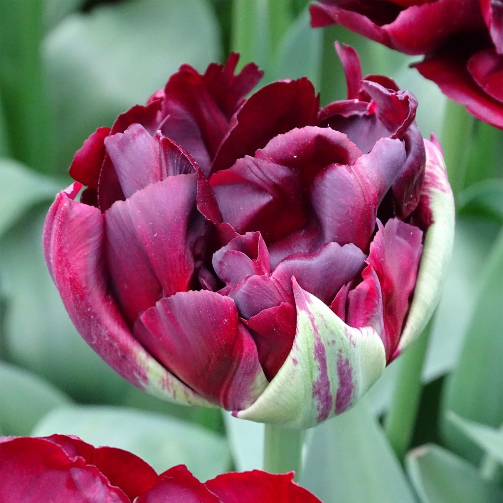 Tulipa Palmyra- Double Early Tulip