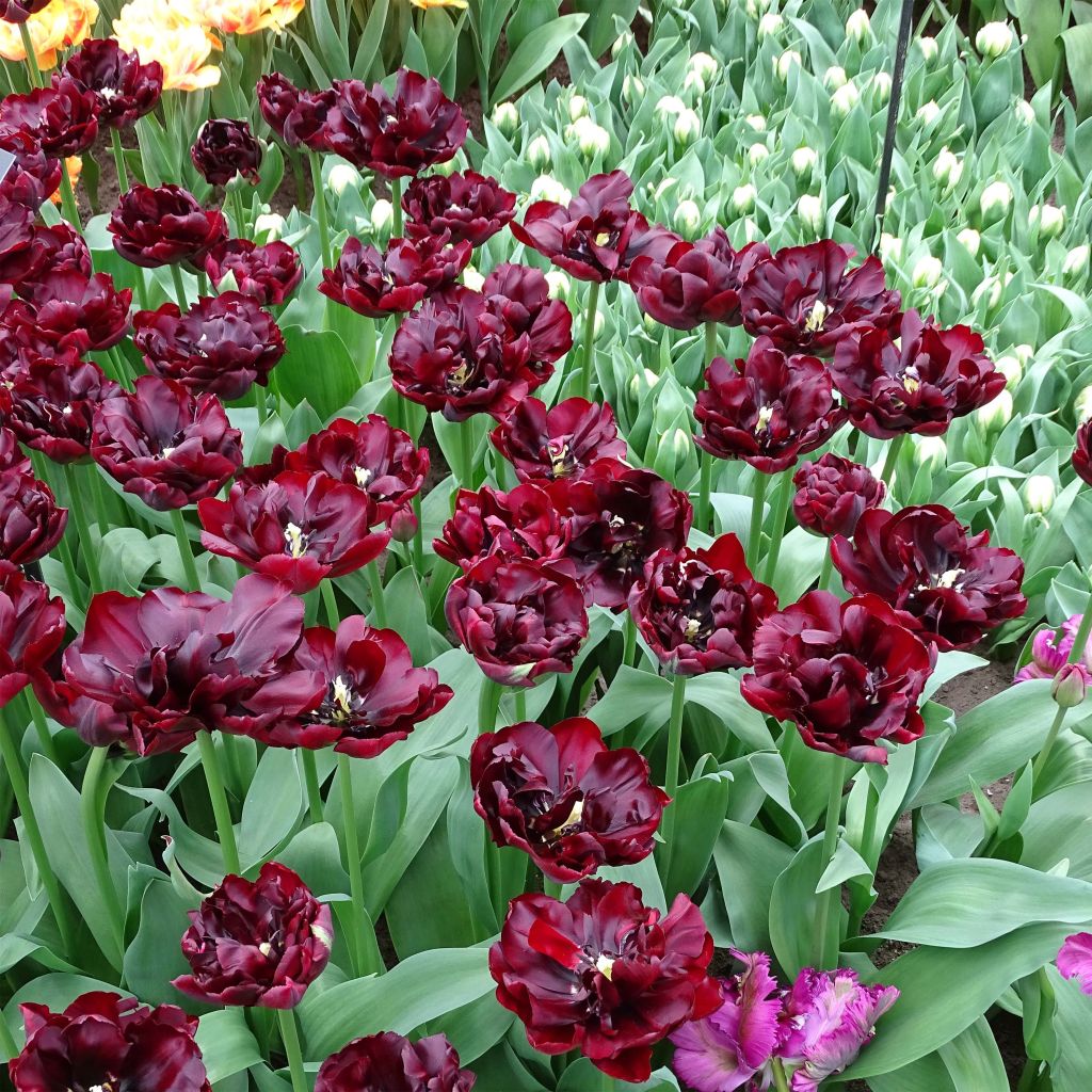 Tulipa Palmyra- Double Early Tulip