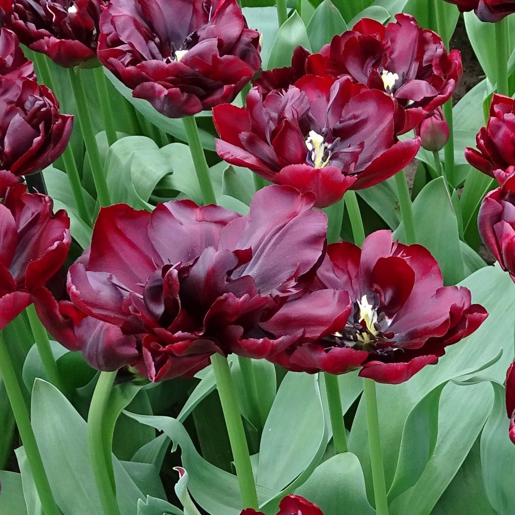 Tulipa Palmyra- Double Early Tulip