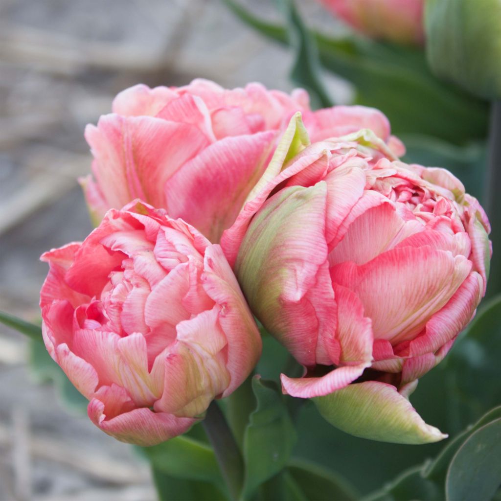 Tulipa 'Sweet Amy'