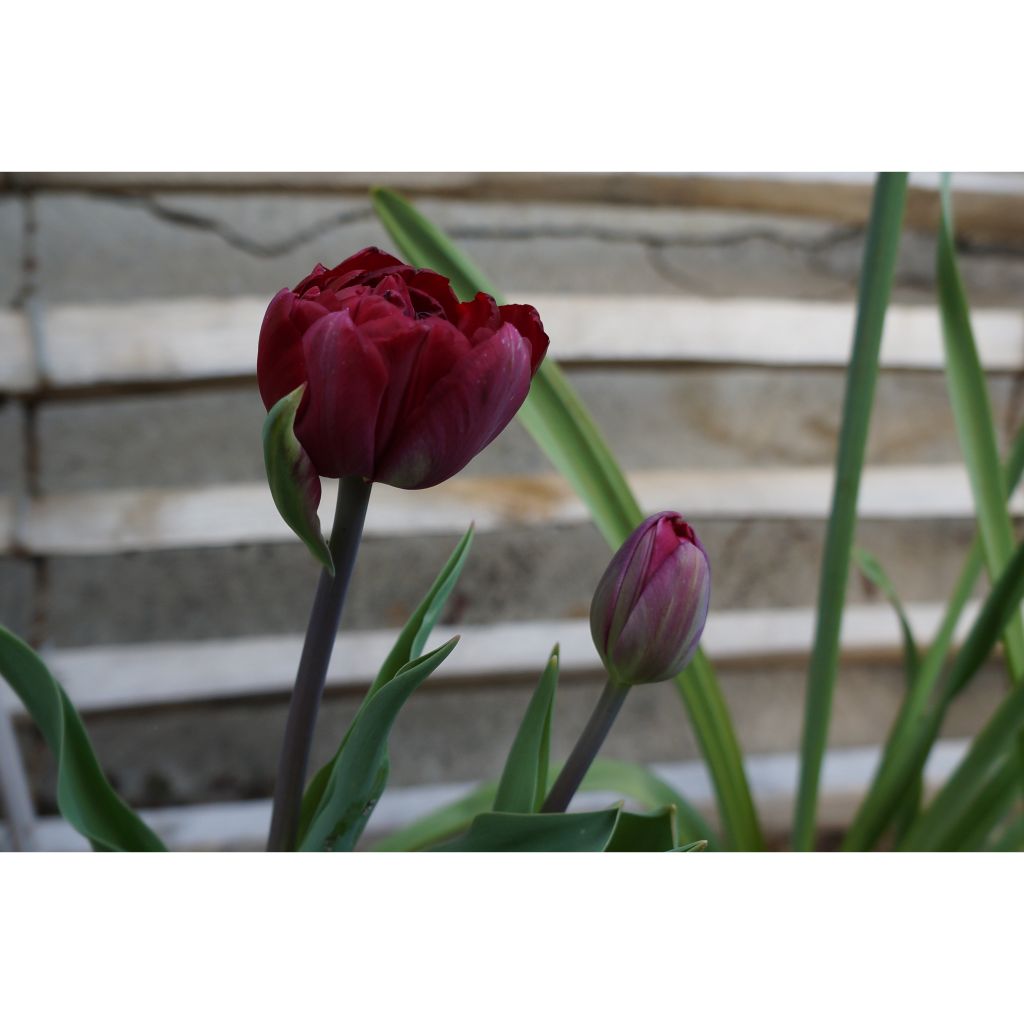 Tulipa Black Hero - Double Late Tulip