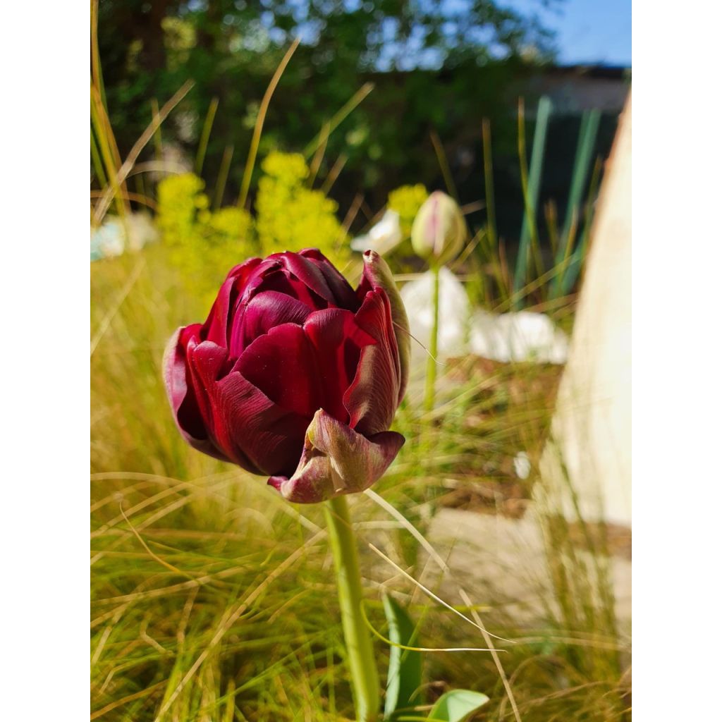 Tulipa Black Hero - Double Late Tulip