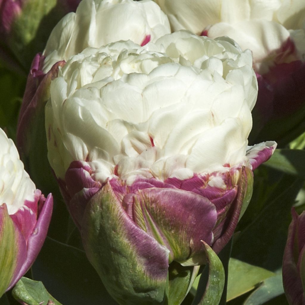 Tulipa Ice Cream - Double Late Tulip