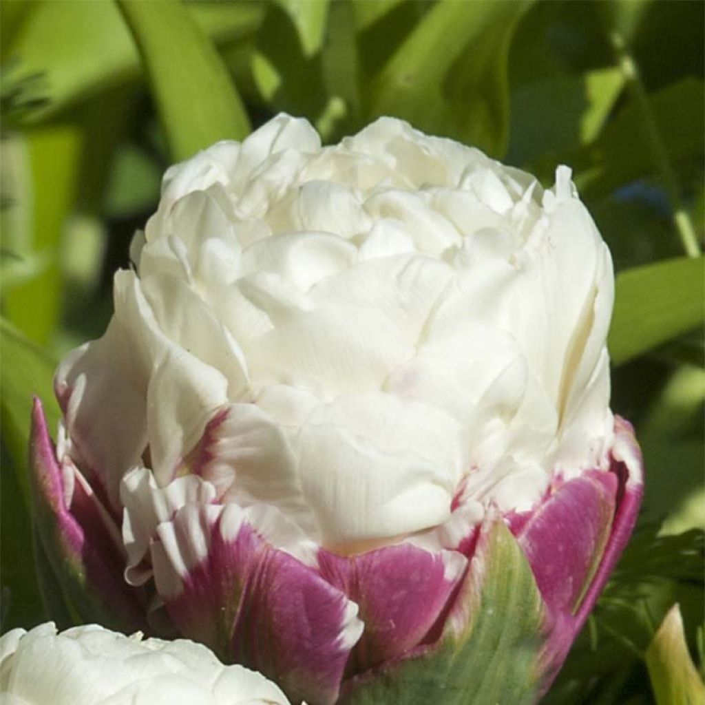 Tulipa Ice Cream - Double Late Tulip