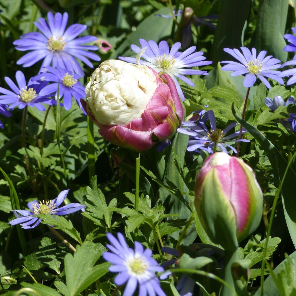 Tulipa Ice Cream - Double Late Tulip