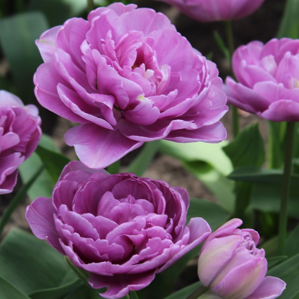 Tulipa 'Lilac Perfection'