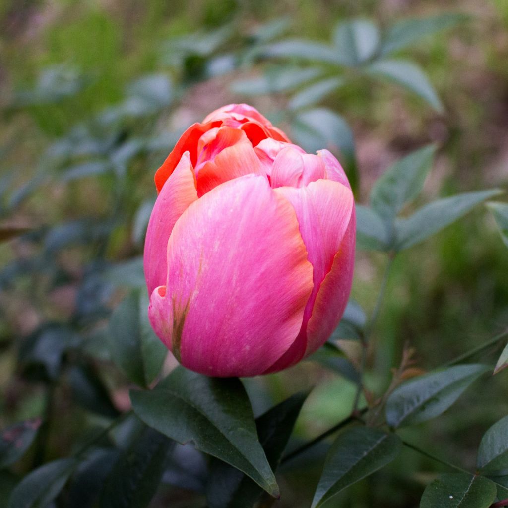 Tulipa Menton Unique