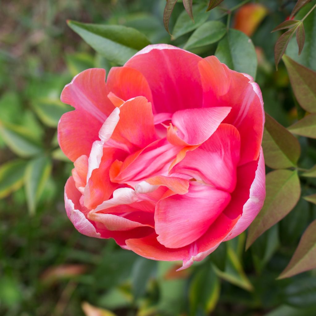 Tulipa Menton Unique