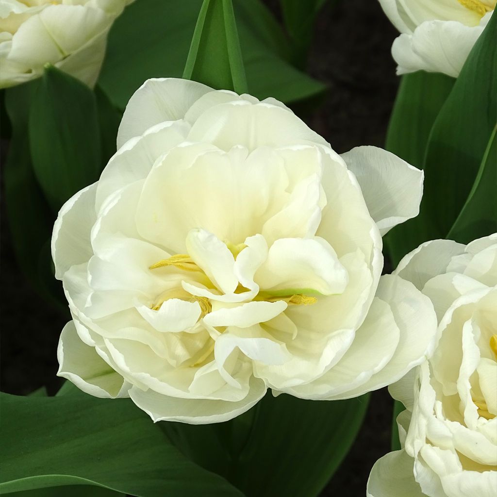 Tulipe double tardive White Heart