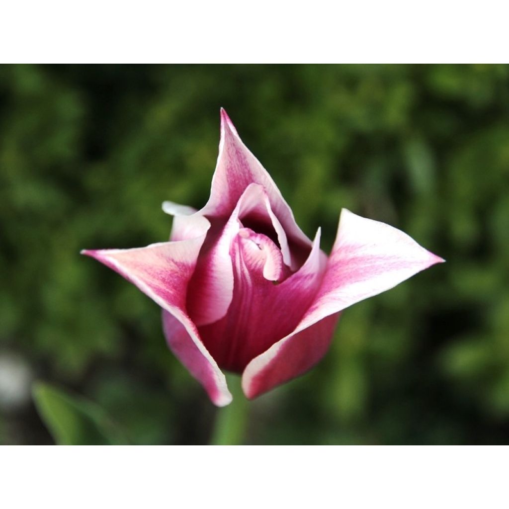 Tulipa Ballade - Lily flowering Tulip