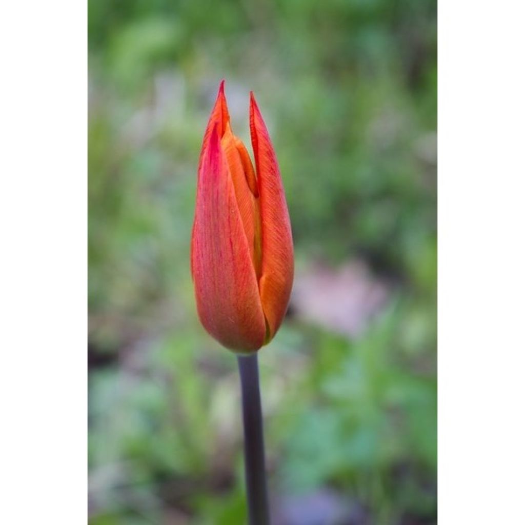 Tulipa Ballerina - Lily flowering Tulip