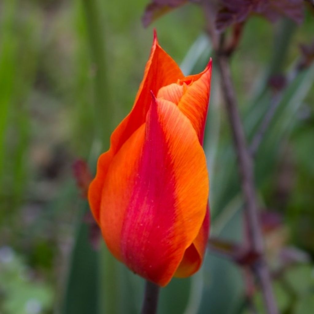 Tulipa Ballerina - Lily flowering Tulip