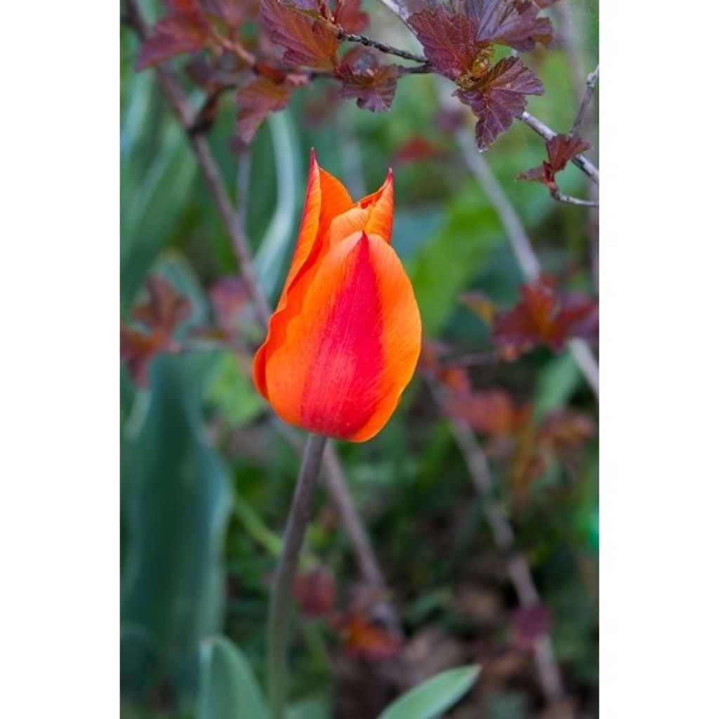 Tulipa Ballerina - Lily flowering Tulip