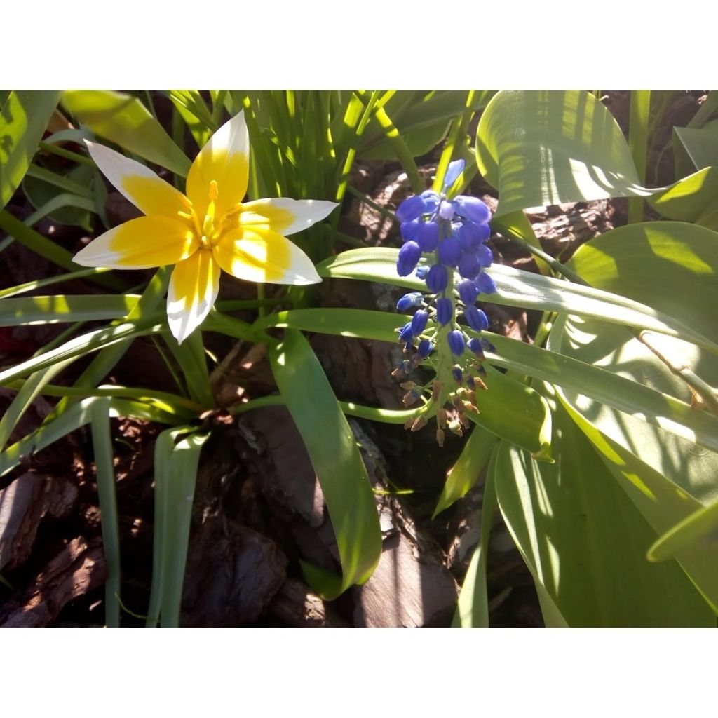 Tulipa Budlight - Lily flowering Tulip