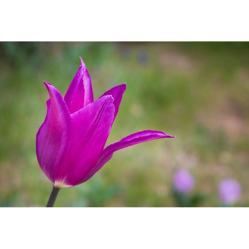 Tulipa Burgundy