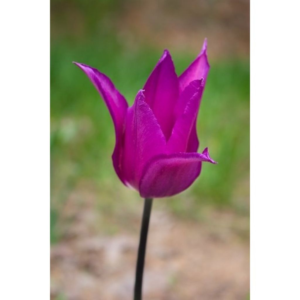 Tulipa Burgundy