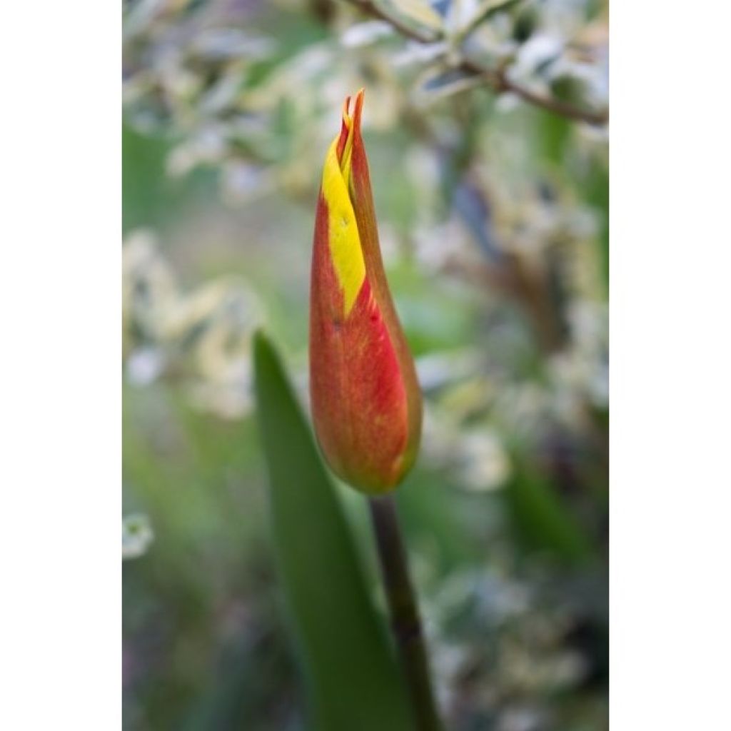 Tulipa Fire Wings - Lily flowering Tulip