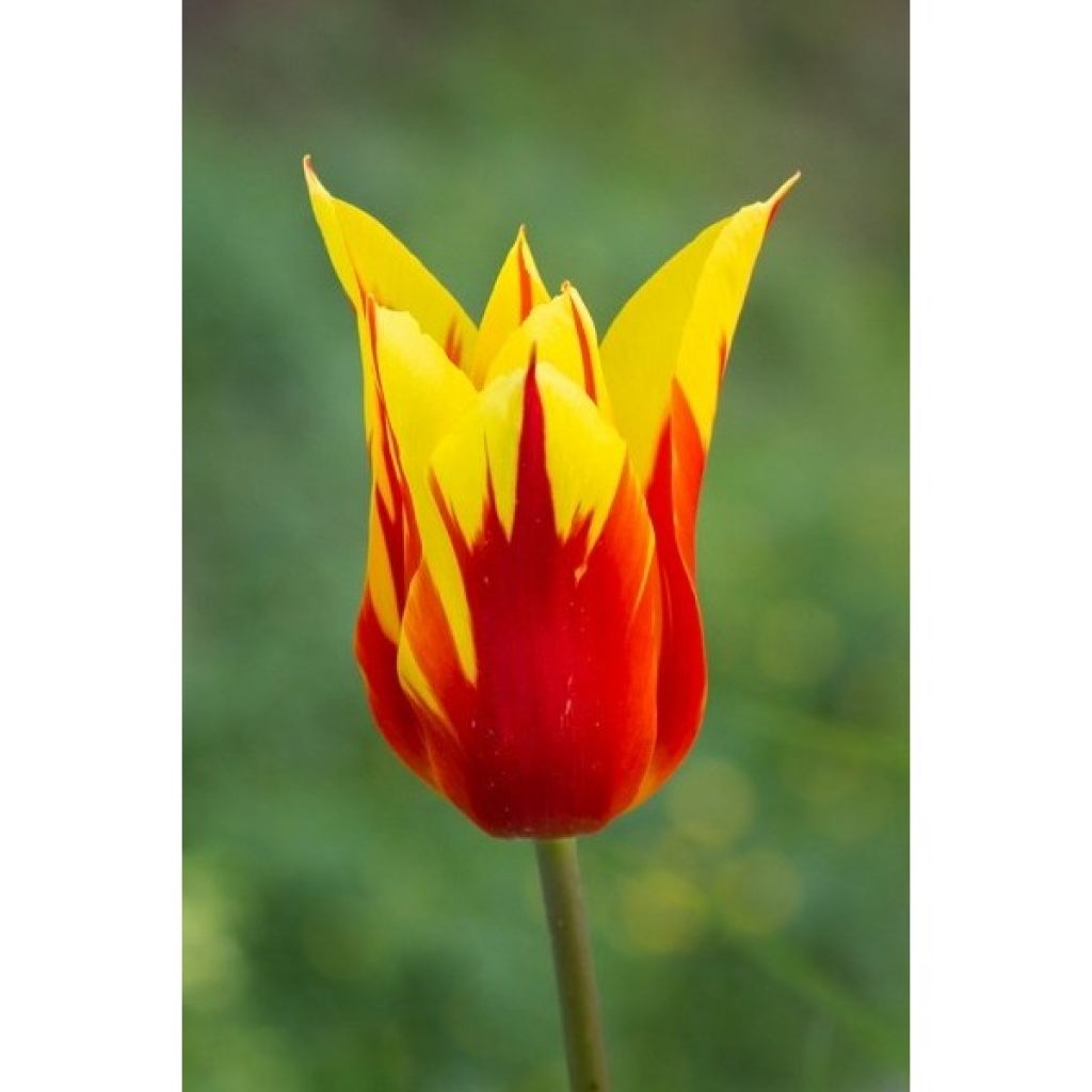 Tulipa Fire Wings - Lily flowering Tulip