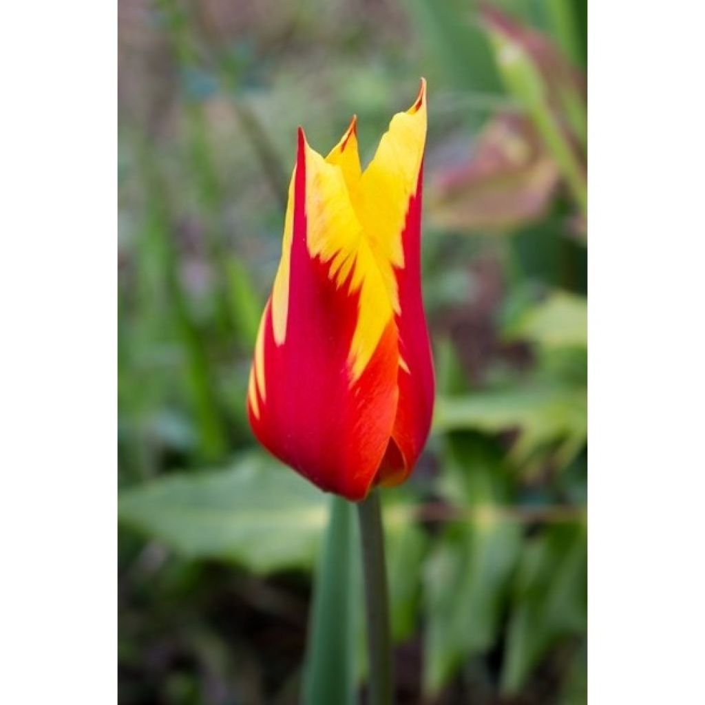 Tulipa Fire Wings - Lily flowering Tulip