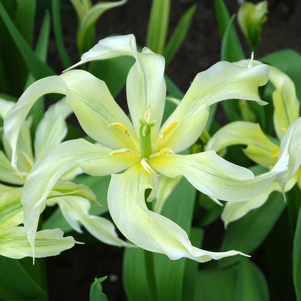 Tulipa Green Dance - Lily flowering Tulip