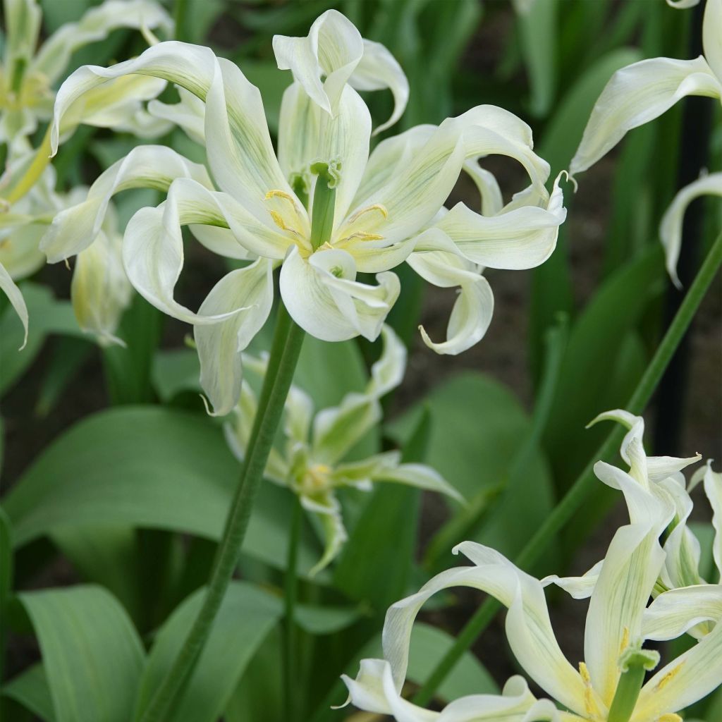 Tulipa Green Dance - Lily flowering Tulip