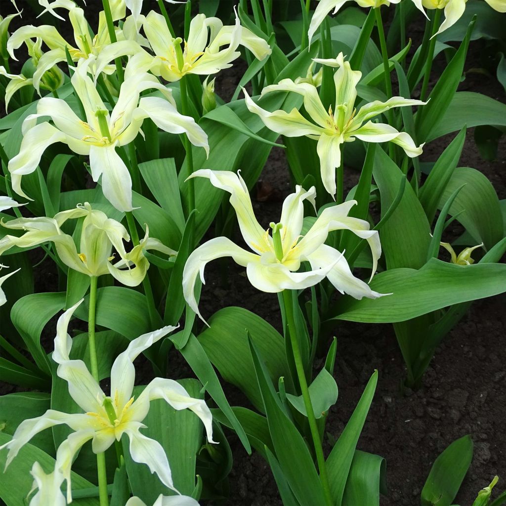 Tulipa Green Dance - Lily flowering Tulip