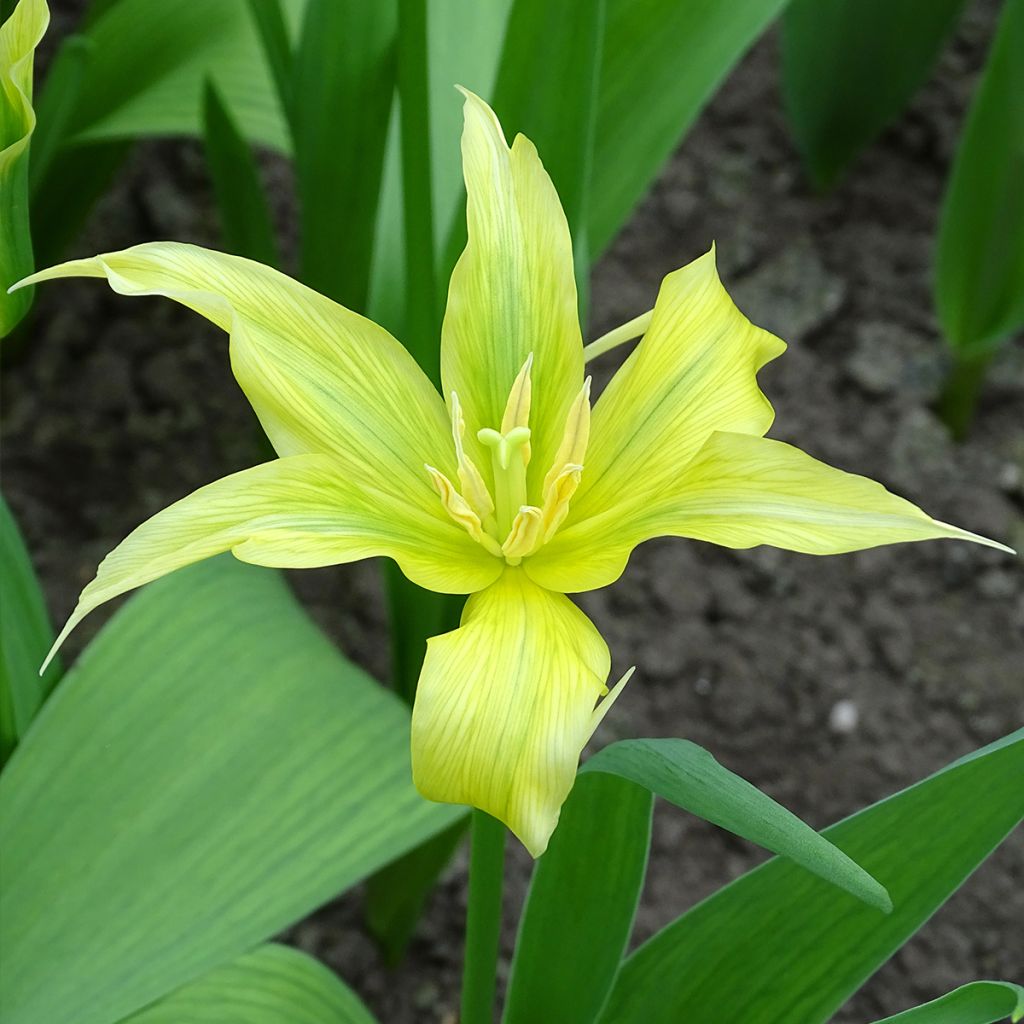 Tulipe Fleur de Lis Green Dance