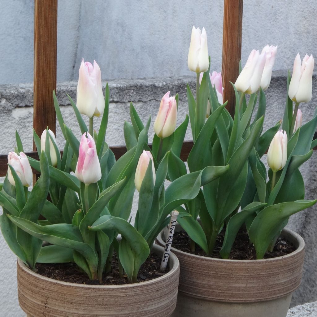Tulipa Holland Chic - Lily-flowered Tulip
