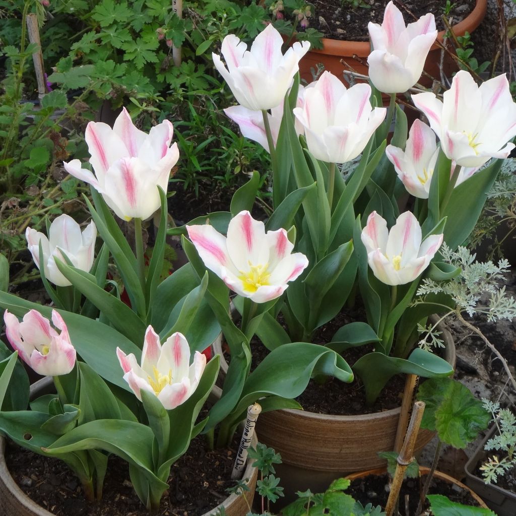 Tulipa Holland Chic - Lily-flowered Tulip