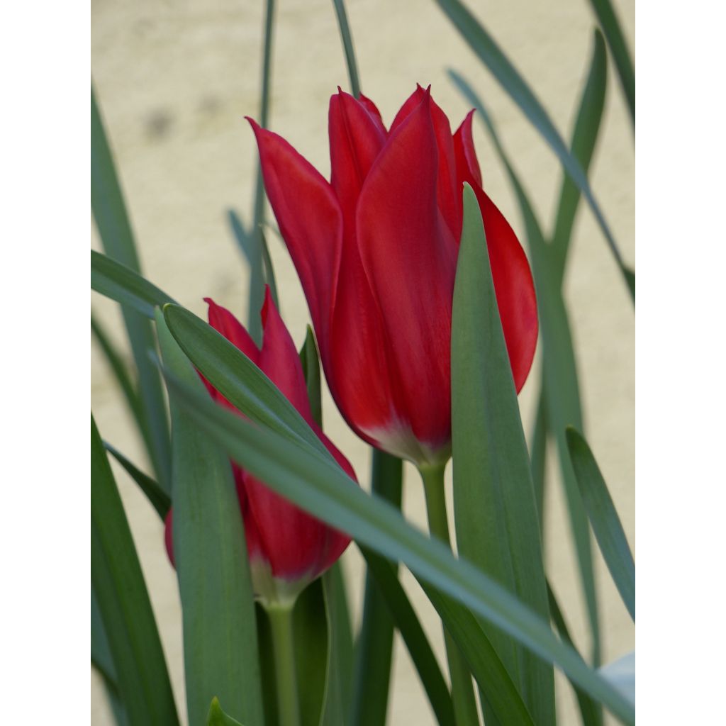 Tulipa Lasting Love - Lily flowering Tulip