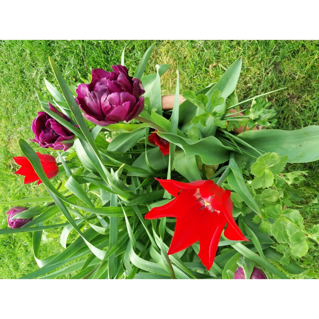 Tulipa Red Shine - Lily flowering Tulip