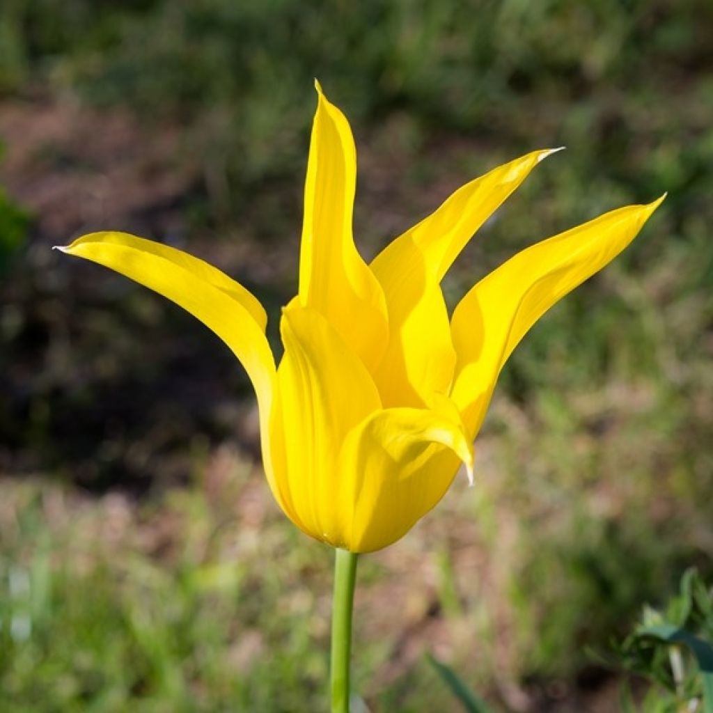 Tulipa West Point