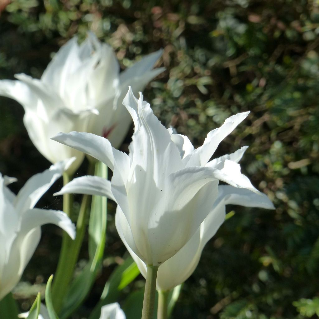 Tulipa Très Chic - Lily flowering Tulip