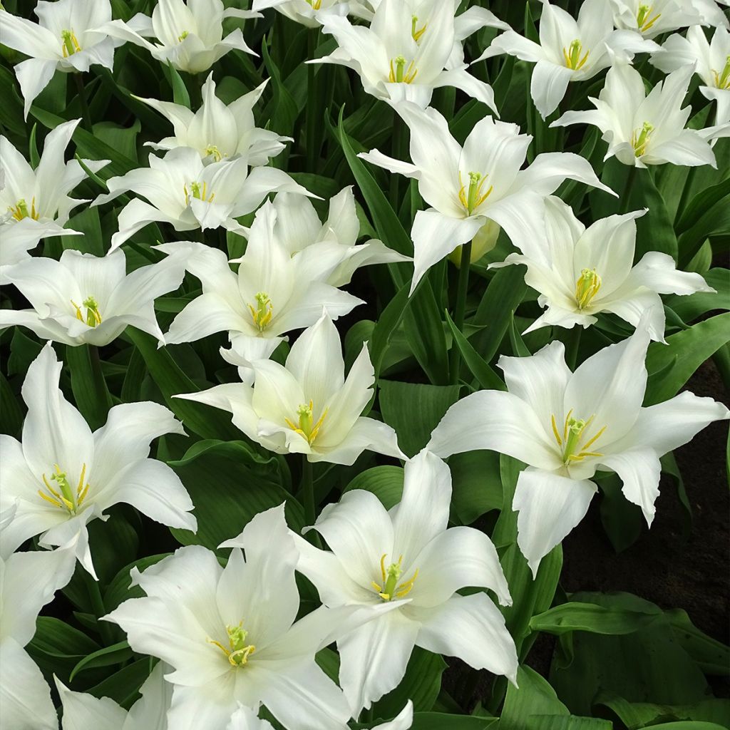 Tulipe Fleur de lys Très Chic