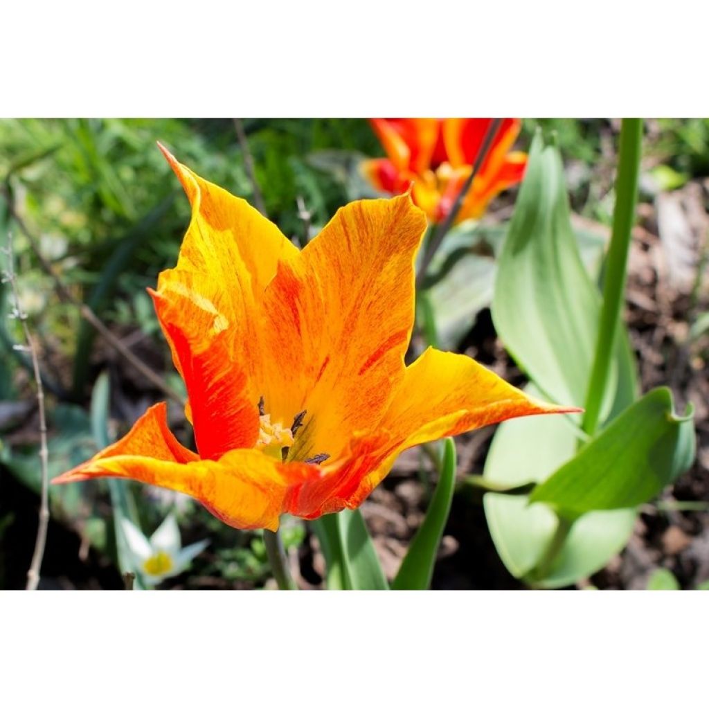 Tulipa Vendee Globe - Lily flowering Tulip