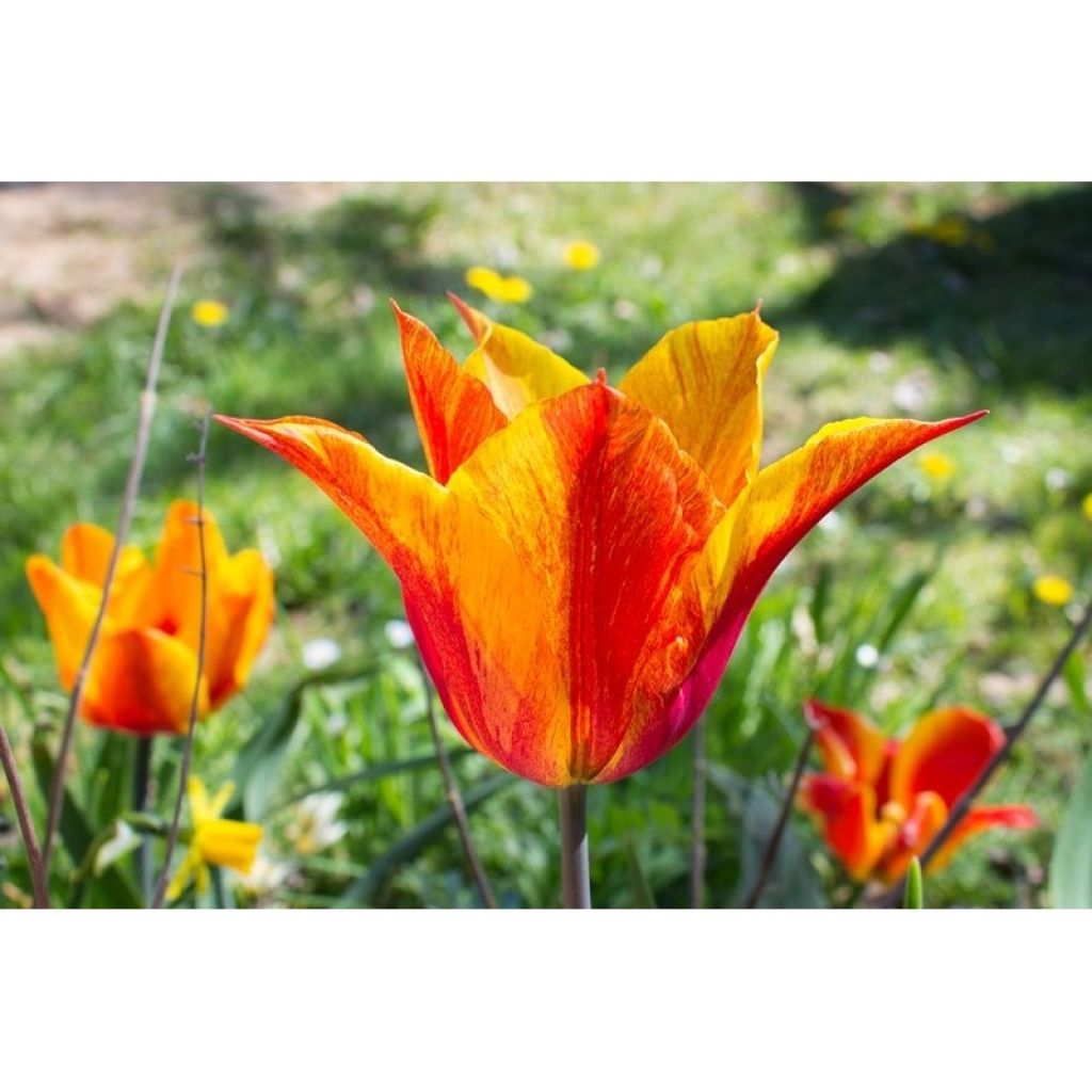 Tulipa Vendee Globe - Lily flowering Tulip