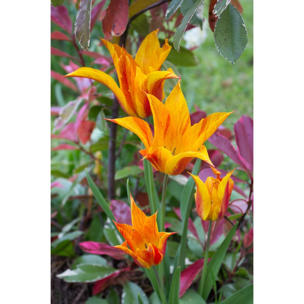 Tulipa Vendee Globe - Lily flowering Tulip