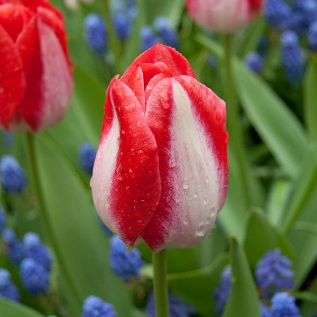 Tulipe Triomphe Garden Party