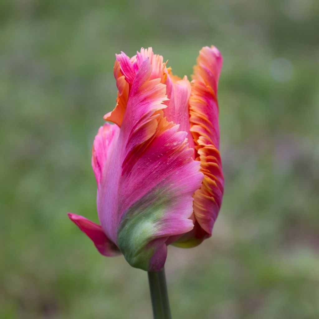 Tulipa Amazing Parrot