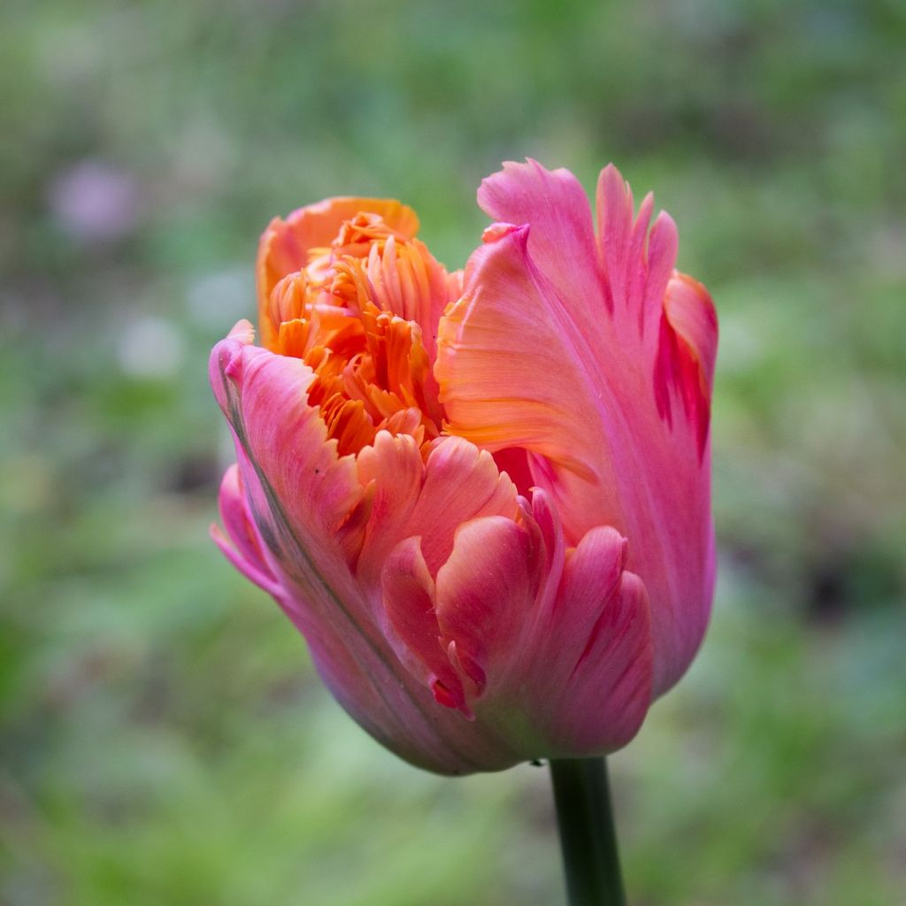 Tulipa Amazing Parrot