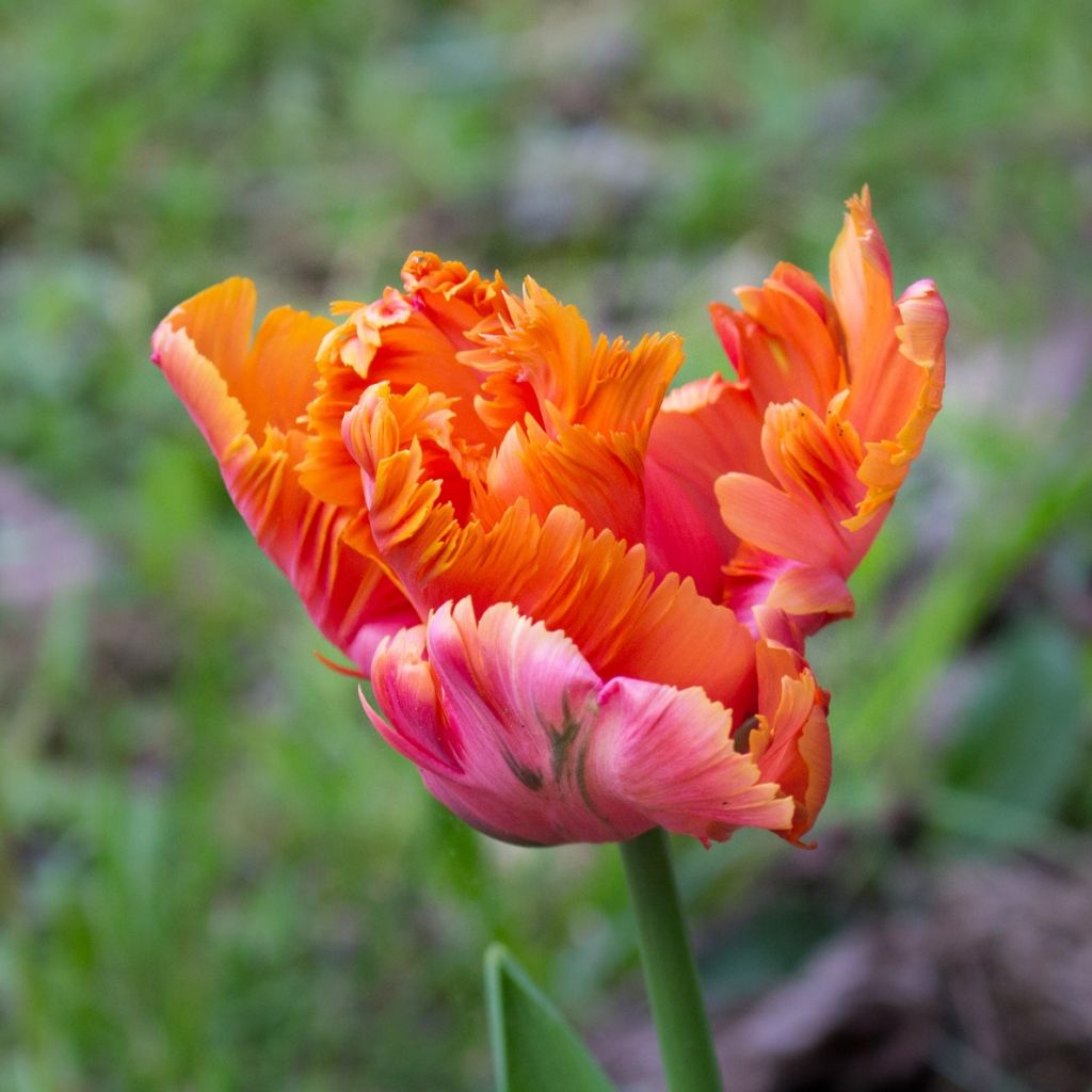 Tulipa Amazing Parrot