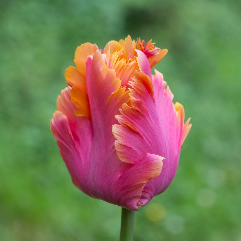 Tulipa Amazing Parrot