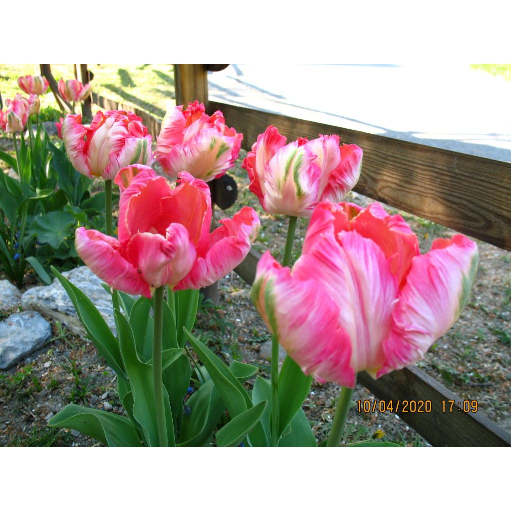 Tulipa Apricot Parrot