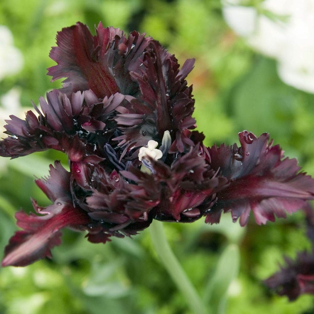 Tulipa Black Parrot - Parrot Tulip