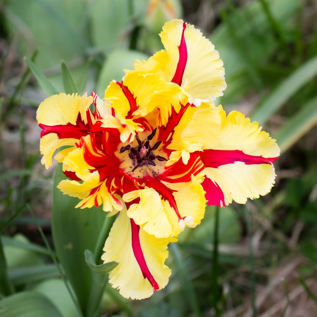 Tulipa Flaming Parrot - Parrot Tulip