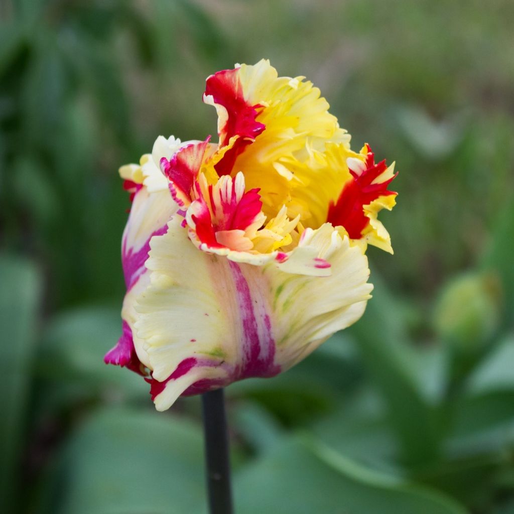 Tulipa Flaming Parrot - Parrot Tulip