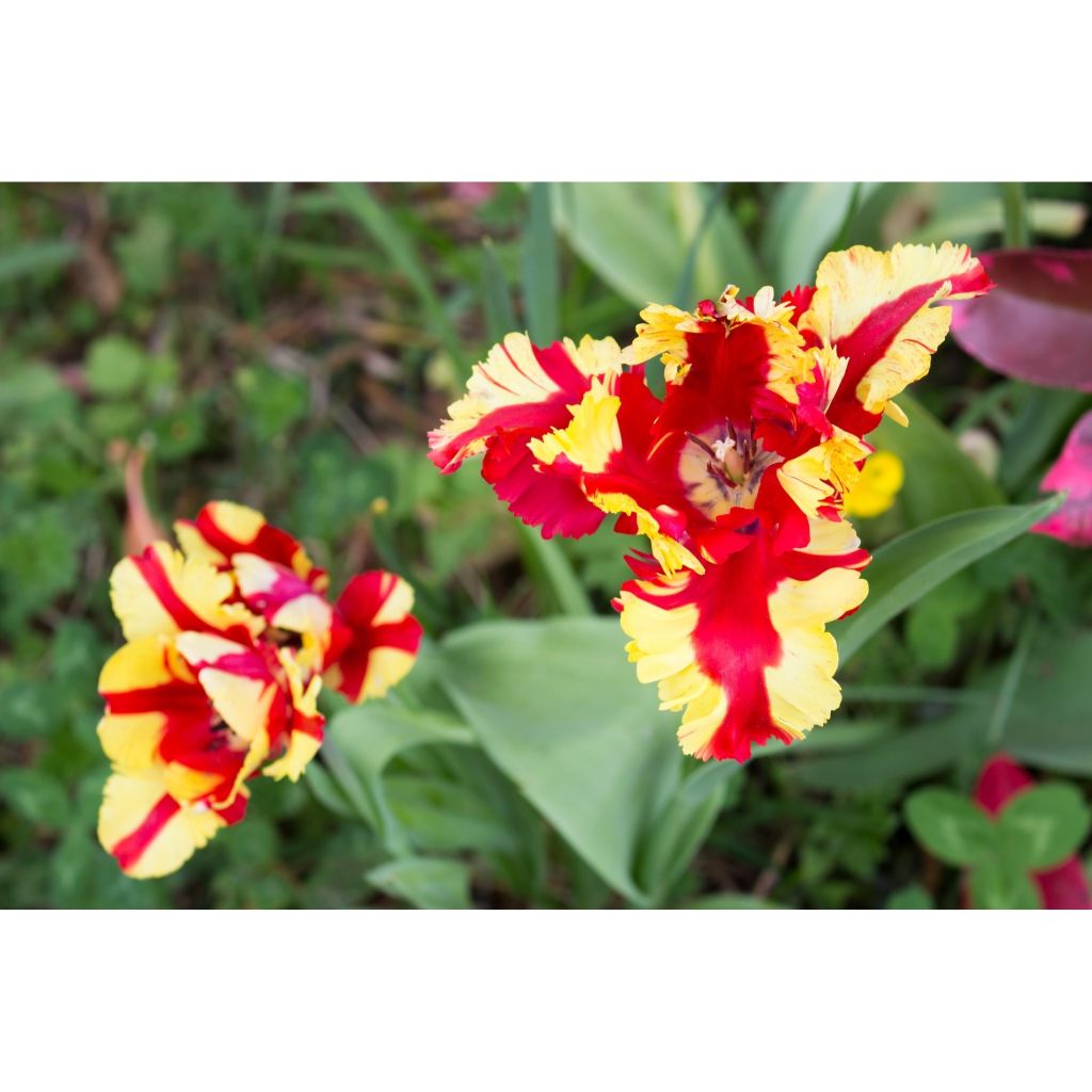 Tulipa Flaming Parrot - Parrot Tulip