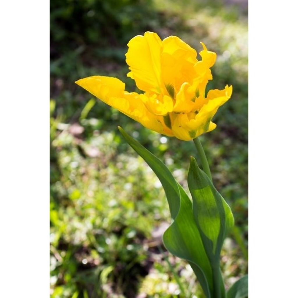 Tulipa Yellow Sun - Parrot Tulip